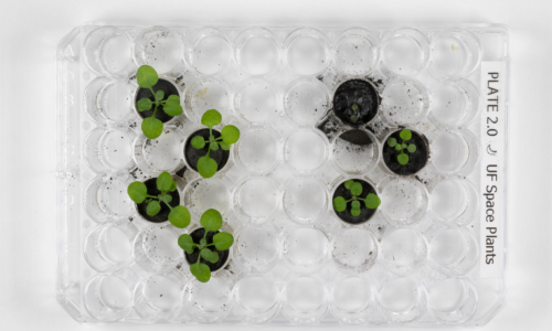 Znanstvenici prvi put uzgojili biljke u zemlji s Mjeseca: 'Ostali smo bez daha'