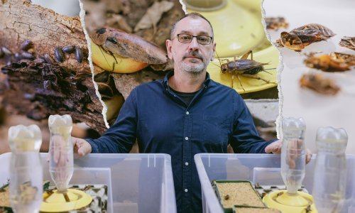 [FOTO/VIDEO] Posjetili smo prvu farmu kukaca u Hrvatskoj: Saznali smo zašto su bube hrana budućnosti, kad će biti u prodaji u dućanima, ali i da je raspjevani cvrčak ustvari - ratoborni kanibal
