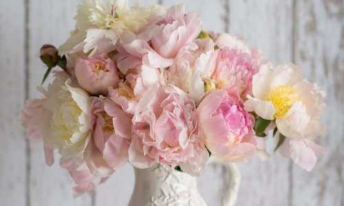 Najljepši ukras: Nekoliko trikova kako da predivni božuri što dulje traju u vazi