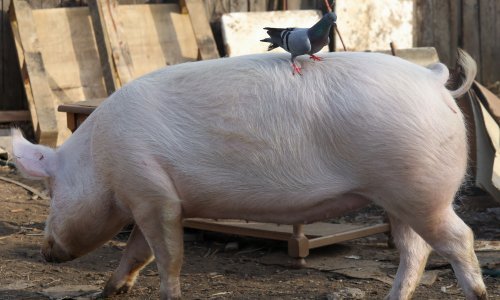 Državni inspektorat: Opoziva se krmna smjesa zbog salmonele