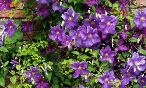 Tako nježan, a otporan: Teško je pronaći bolji cvijet za vrtne rešetke, ograde i pergole od divnog klematisa