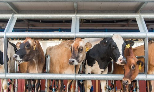 Zbog previsokih troškova upitna proizvodnja mlijeka u Hrvatskoj