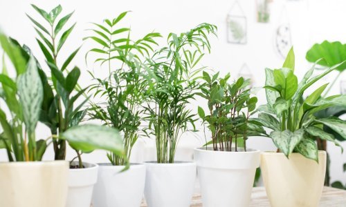 Proljeće je pravo vrijeme za presađivanje sobnih biljaka: Ako želite da budu zdrave i bujne, ove sorte prebacite u veće posude