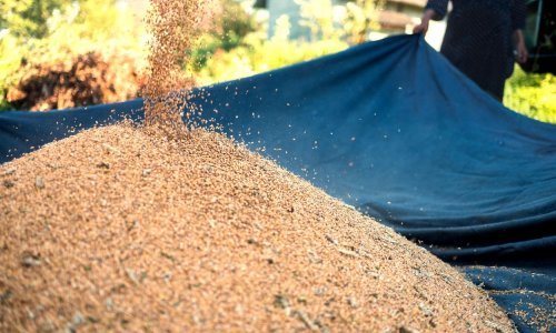 Svjetska banka odobrava 30 milijardi dolara za osiguranje hrane: 'Povećanje cijena ima razorne učinke na najsiromašnije i najranjivije'