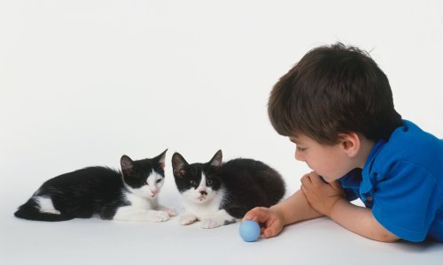 Mačke prepoznaju svoje ime i ime svojeg vlasnika