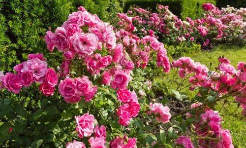 Ruže su kraljice svakog vrta, no što kad se počnu sušiti? Prekrasne grmove može se vratiti u život, a ovo su ključni koraci