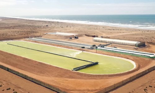 Algama protiv globalnog zagrijavanja