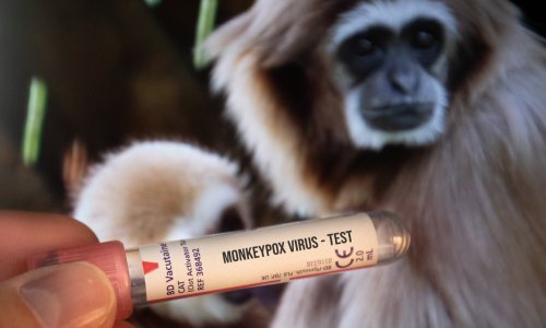 WHO: Zaraza majmunskim boginjama prolazila ispod radara