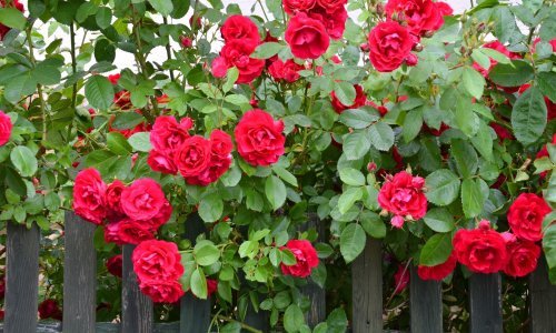 Prirodno, a djeluje: Lisne uši mogu potpuno uništiti prekrasne ruže, no možete ih se riješiti prirodnim insekticidima