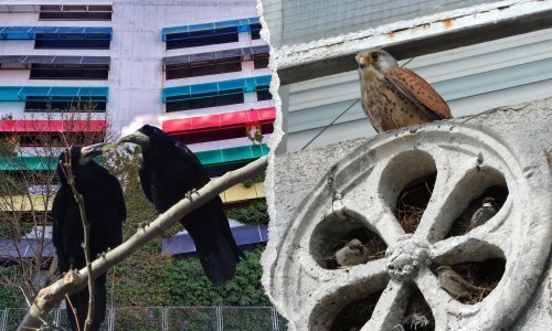 Priroda nam je OK samo kad nije previše divlja? Hajke koje su u gradovima izazvale vrane alarm su za uzbunu