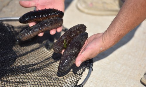 U pritvoru završila dvojica Talijana koji su iz Hrvatske pokušali prošvercati gotovo dvije tone morskih krastavaca