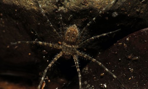 Pauk koji u mjehuriću zraka roni više od pola sata