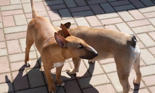 U Varaždinu dva bul terijera bez nadzora napala vlasnicu i njenog psa, oboje su ozlijeđeni