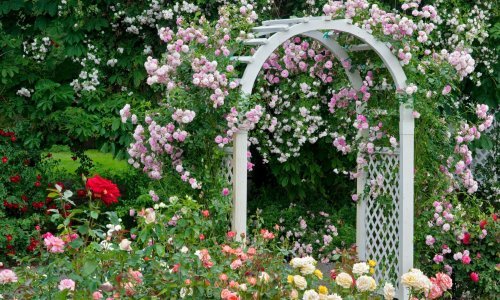 Ruže su najljepši ukras u vrtu, a tu je i nekoliko trikova uz pomoć kojih će cvasti još bujnije