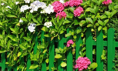 Štite od pogleda, ali i skrivaju nedostatke: Ako ljepotu vrta narušava neugledna ograda, sadnja ovog cvijeća najbolja je odluka