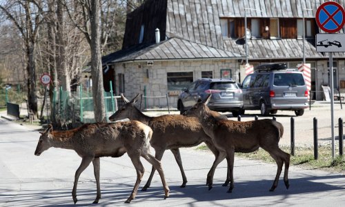 Vozači će sami plaćati štetu od naleta na divljač? Nova pravila idu na ruku lovcima i osiguravateljima