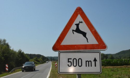 Ovaj tjedan čak šest slučajeva naleta na divljač u prometu oko Rijeke