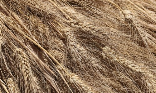 Što se čuva na robnim zalihama? Evo što kaže izvješće