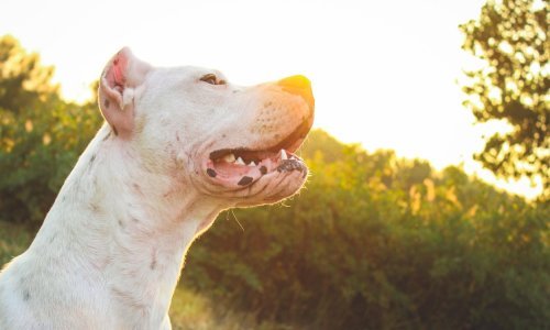 Ženu izgrizao pas dok je bila s unucima na moru u Kaštelima