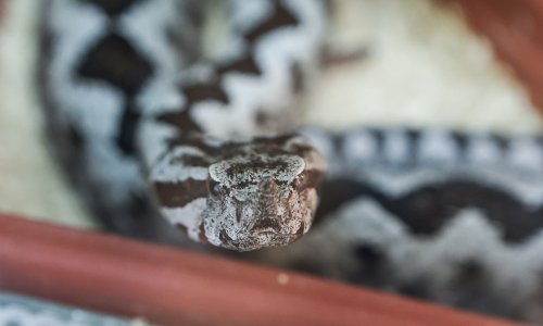 Ženu u Dalmaciji ugrizla najotrovnija hrvatska zmija, skrila se u najlon vreći. Mještani ih susreću gotovo svakodnevno