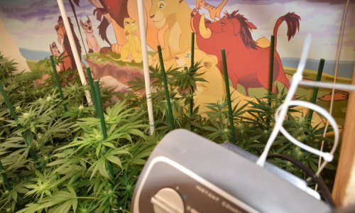 Policija otkrila još jedan laboratorij za uzgoj marihuane u Zagrebu i zaplijenila gotovo devet kilograma droge