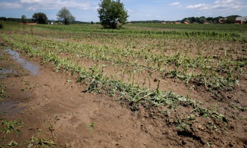 Nevrijeme u Poznanovcu 'pokosilo' ovogodišnji urod; štete u poljoprivredi do 100 posto