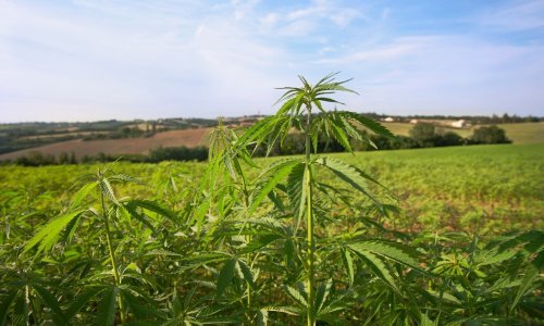 Pijani teklič razotkrio preprodavače trave iz redova BBB-a, palo devet ljudi