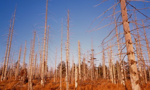U osamdesetima su izazvale uzbunu, gdje su 'nestale' kisele kiše?