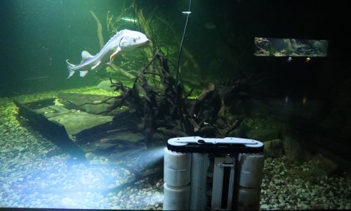 [FOTO] Karlovačka AquatiKa predstavila prvi robot perač akvarija  - traži se ime