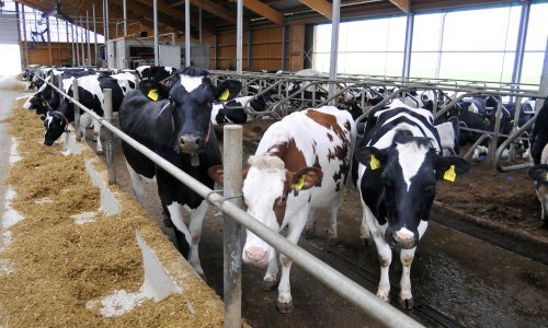 Ministarstvo poljoprivrede priprema tri milijuna kuna za potpore županijskim programima za mliječno govedarstvo