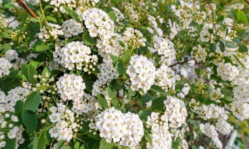 Njihovu ljepotu teško je zasjeniti: Prekrasni i mirisni bijeli grmovi jedan su od najboljih izbora za baš svaki vrt