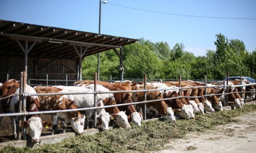 Više od desetljeća u Hrvatskoj pada proizvodnja mlijeka: Samodostatnost spala s 80 na 50 posto, uvoz procvjetao od ulaska u EU