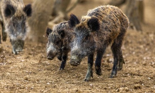 Čopor divljih svinja hara Zagrebom, sve su bliže centru: 'Bojim se izaći iz kuće'