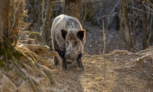 Grad Zagreb objavio upute kako se ponašati u kontaktu s divljim svinjama. Šef lovaca objasnio zašto ih se toliko nakotilo i gdje ih je najviše