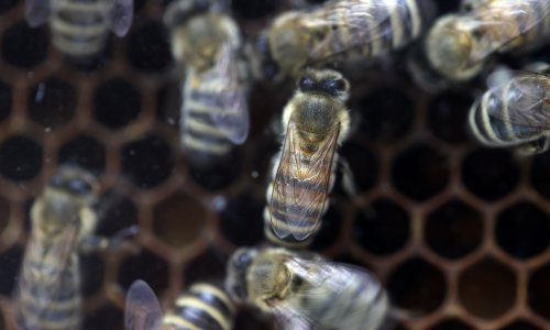 Zemlje se muče oko dogovora o zaštiti prirode dok se rok približava