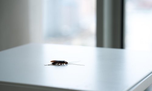 Žohari ipak ne bi preživjeli nuklearnu kataklizmu, ali zašto ih se tako teško riješiti u kućama?