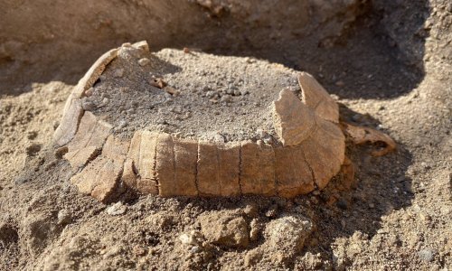 [FOTO] Arheolozi u Pompejima pronašli kornjaču staru gotovo 2000 godina