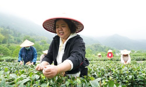 Zbog pesticida s polica trgovina opozvan omiljeni čaj