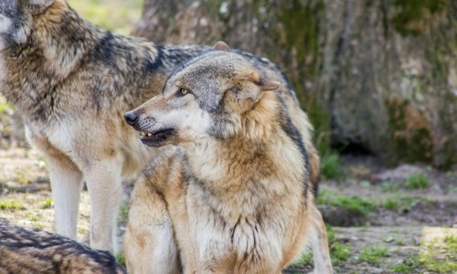 Zagorom harači 200 vukova, napadaju uz kuće i usred dana