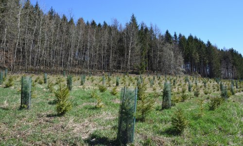 Sadnja stabala je super, ali za obnovu šuma i spas Zemlje potrebno je puno više