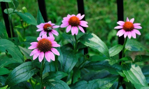 Cvate čitave sezone, a otporna je na sušu i visoke temperature: Ehinacea je najljepši i najbolji izbor za ljetni vrt