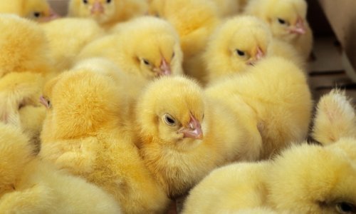 Ključ uzgoja sretnih kokoši možda se krije u - umjetnoj inteligenciji