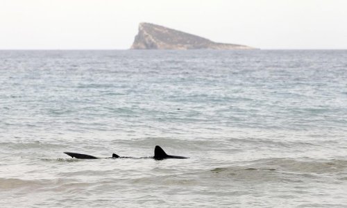 U New Yorku pojačan nadzor plaža nakon nekoliko napada morskih pasa