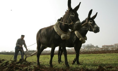 Crnogorci su ludi za magarećim mlijekom