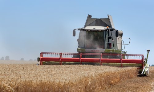 Žetva pšenice u punom jeku, ratari nezadovoljni otkupnom cijenom; Brlošić: Bit će dobro ako 80 do 90 posto ne ode u izvoz