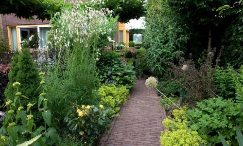 Metode koje pale: Kako se riješiti mrava u vrtu