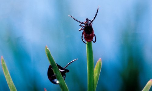 Najezda krpelja: Već dva teška slučaja zaraze i jedan smrtni slučaj. Bolest je teško prepoznati na vrijeme, imitira simptome covida