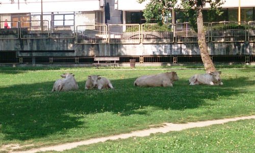 Ogorčena braća Markić izvela bikove pred Ministarstvo
