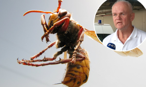 Kako se ponašati kod napada stršljena i koje je najopasnije mjesto za ubod