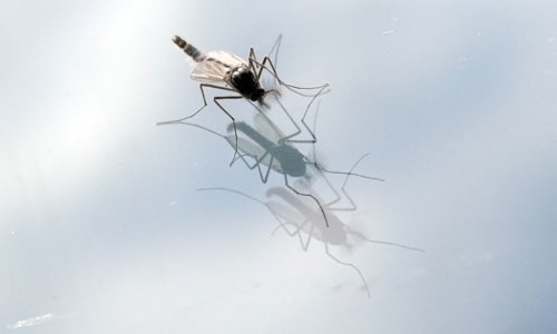 U Istri namjerno pušteno pedeset tisuća uvezenih komaraca